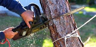 Best Tree Risk Assessment  in Schnecksville, PA