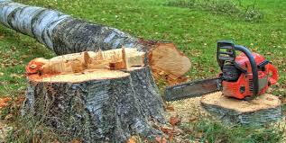 Reliable Schnecksville, PA Tree Care Solutions