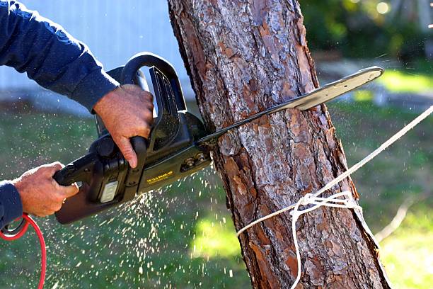 Best Tree Maintenance Programs  in Schnecksville, PA