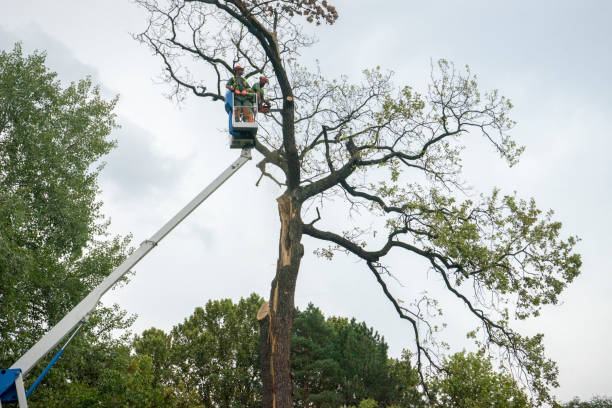 Best Commercial Tree Services  in Schnecksville, PA