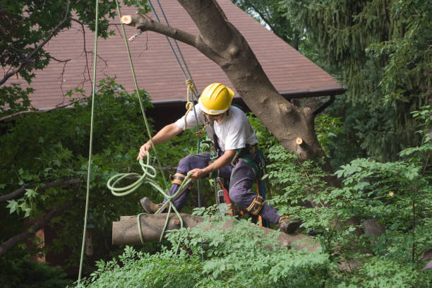 Best Tree Cabling and Bracing  in Schnecksville, PA