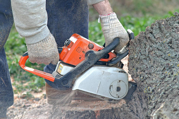 Best Tree Mulching  in Schnecksville, PA