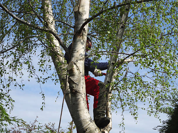 Leaf Removal in Schnecksville, PA