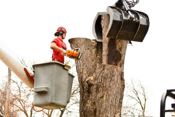 How Our Tree Care Process Works  in  Schnecksville, PA